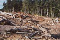 Clearcut Forest